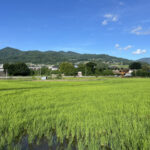 田んぼ