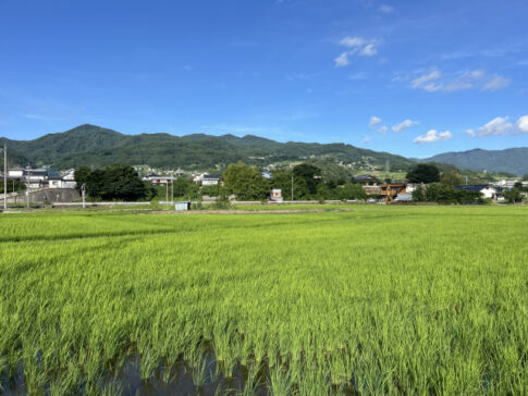 田んぼ